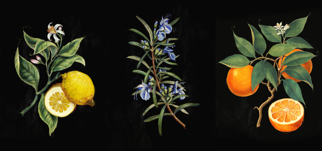 Art Imitates Life: The Botanical World of Åhus Akvavit